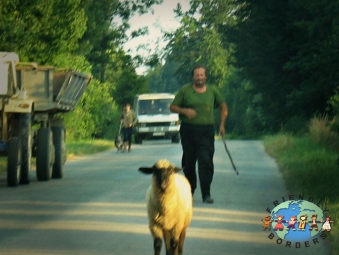 Hungarian Sheepherder chases after his sheep in Sellye