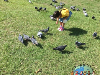 A little Japanese girl feeds the pigeons in Hiroshima City