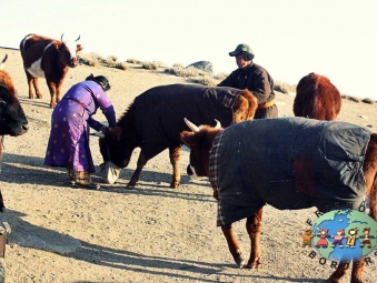 Mongolian couple feeds animals in steppe, Mongolia